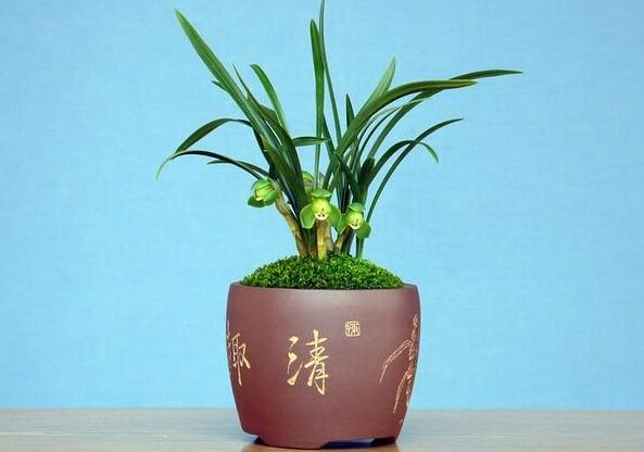 杭州盆花浇水的进阶技能，你知道多少？