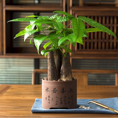 杭州发财树