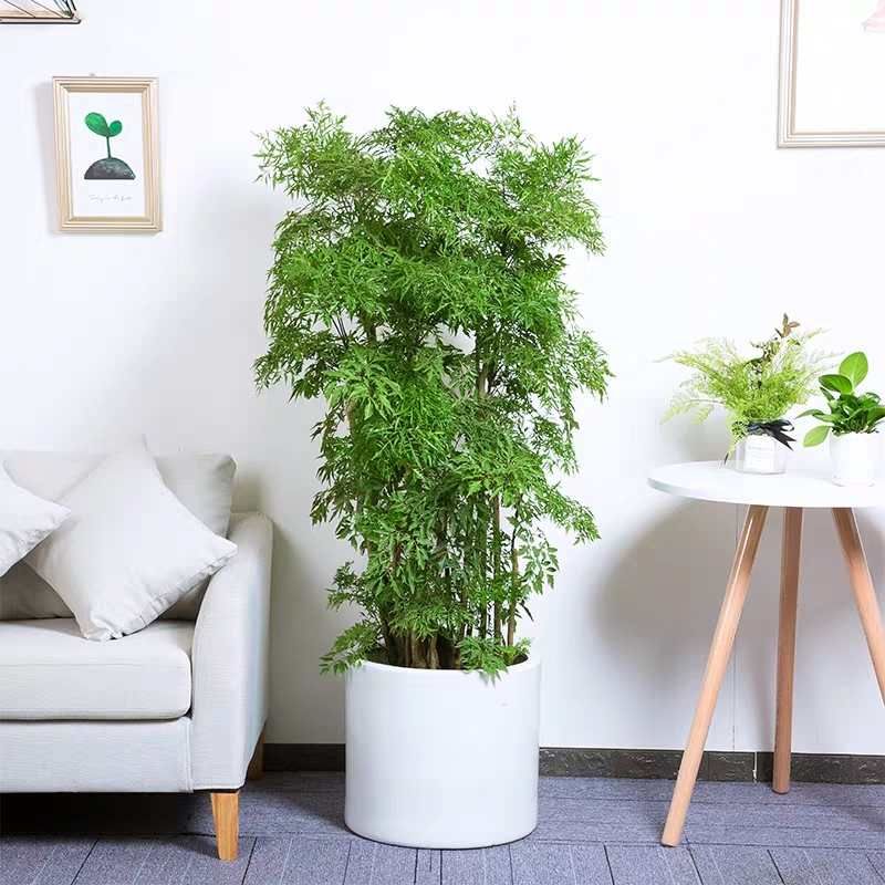 杭州福禄桐