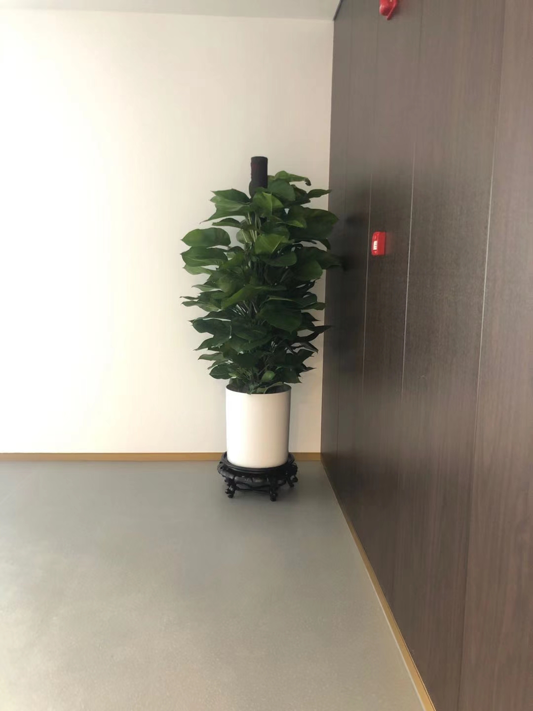 杭州绿萝