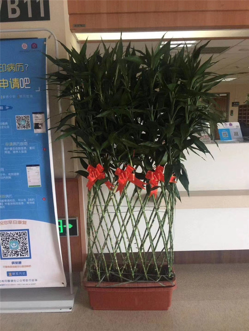 杭州富贵竹排