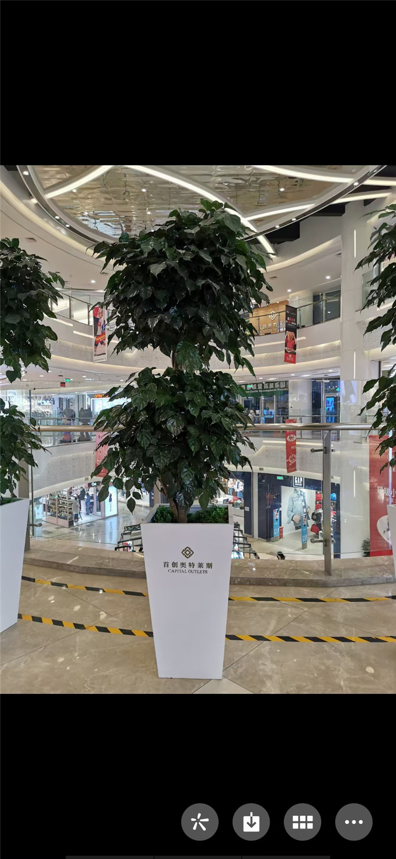 杭州双层绿宝树