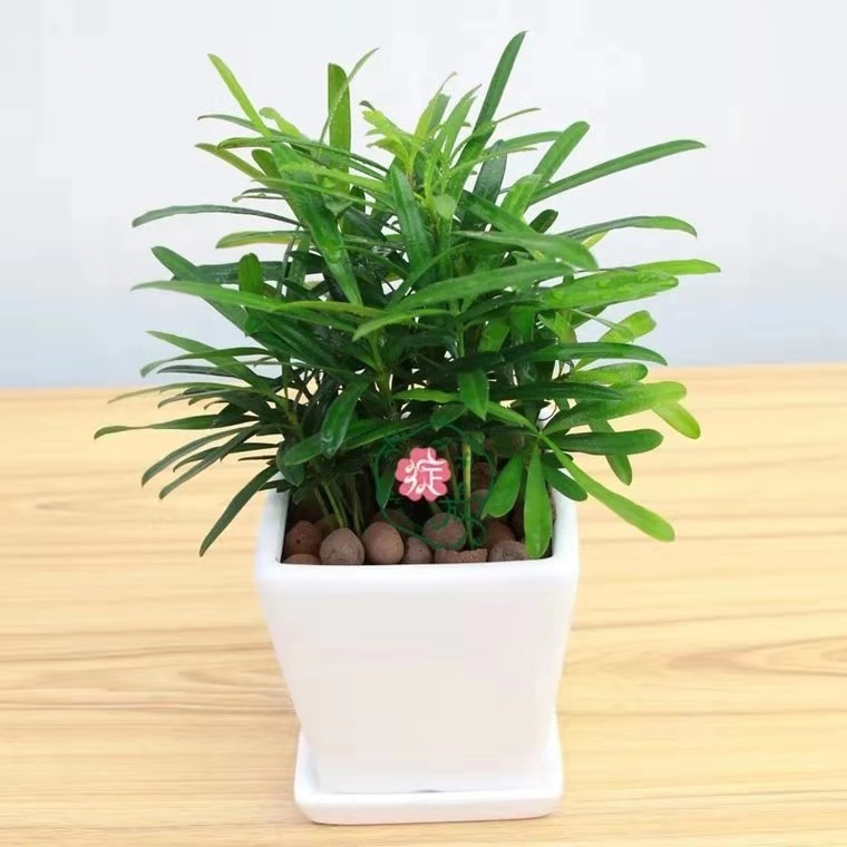 杭州小罗汉松