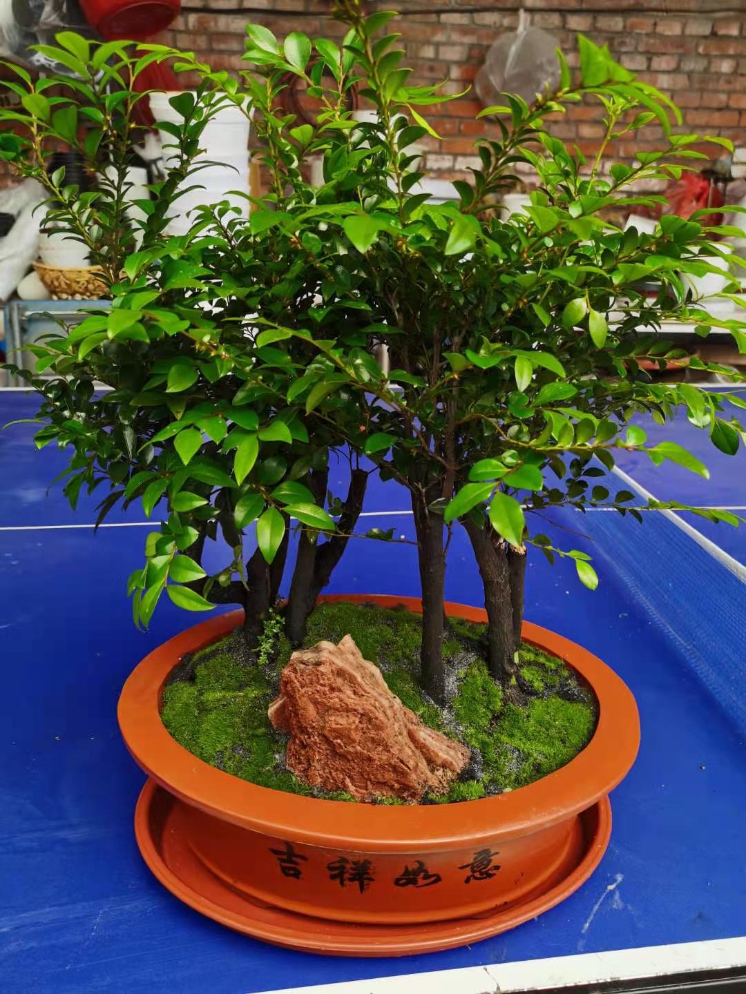 小叶紫檀