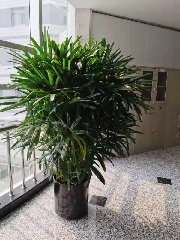 杭州棕竹