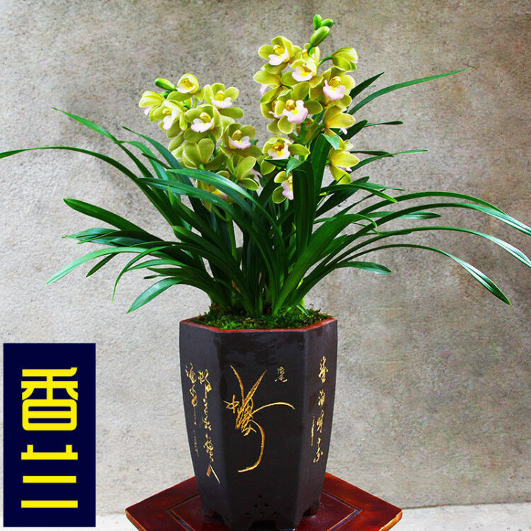 杭州兰花
