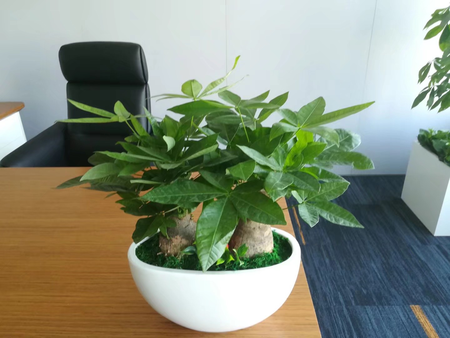 发财树组合