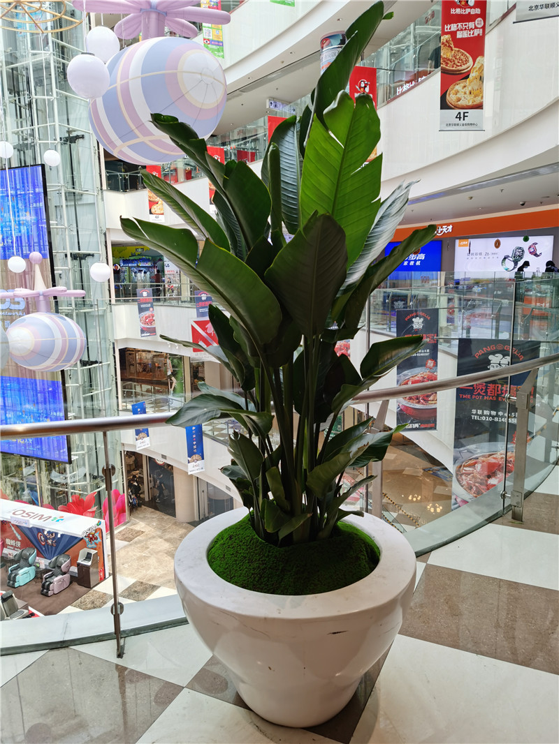 花卉组合