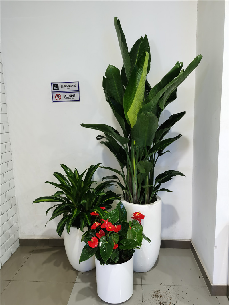 花卉组合