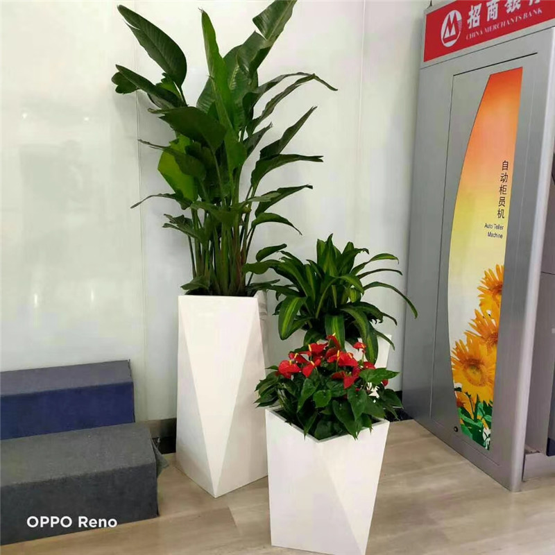 杭州花卉组合