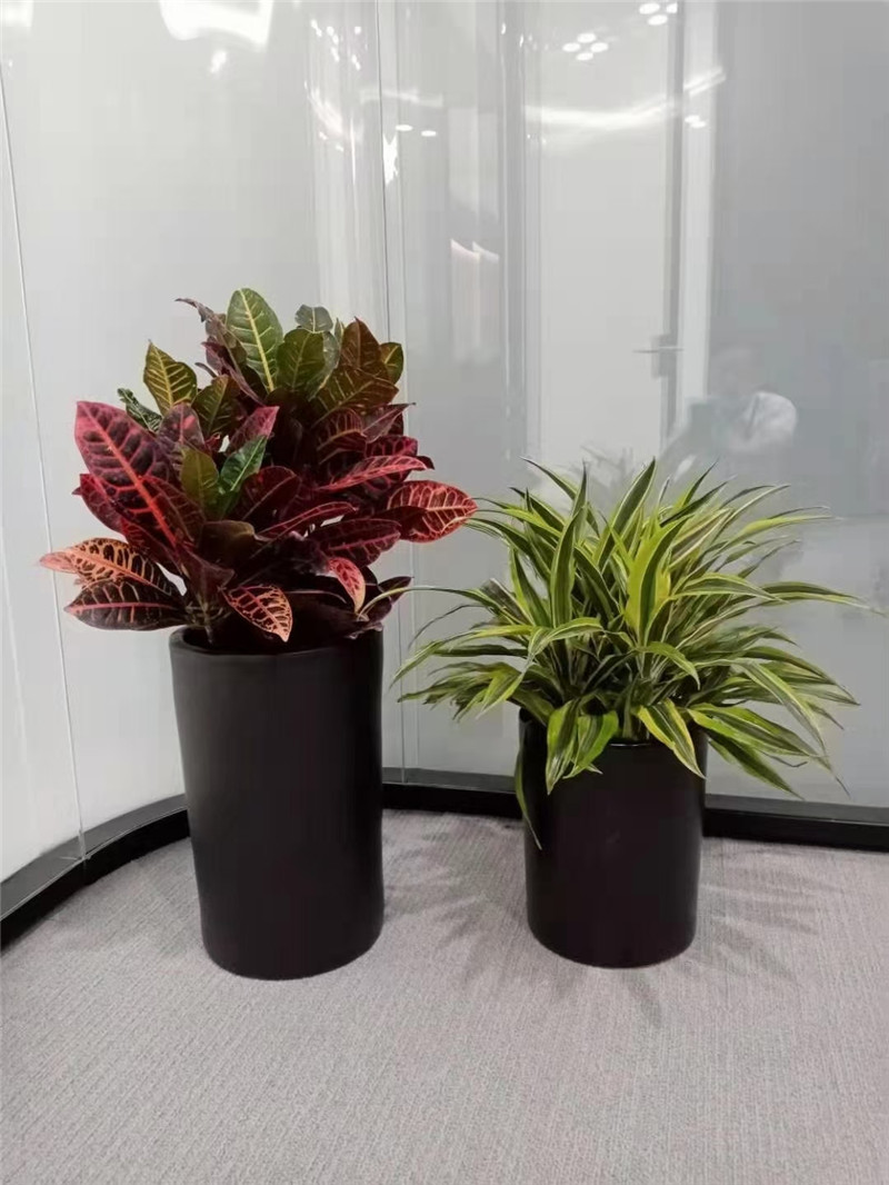 花卉组合
