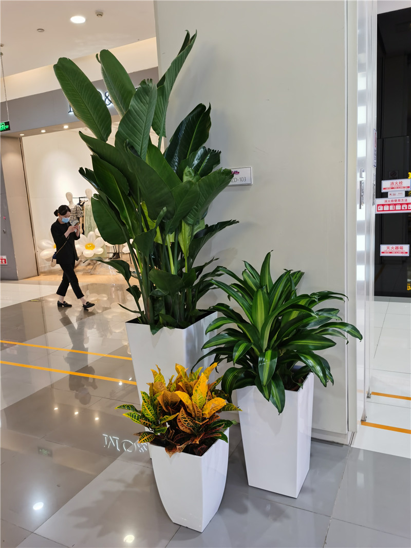 花卉组合