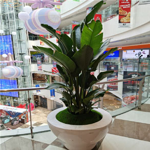 杭州花卉组合