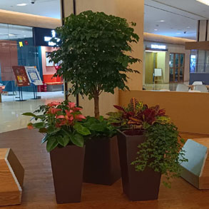 杭州花卉组合