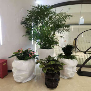 杭州花卉组合