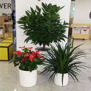 杭州花卉组合