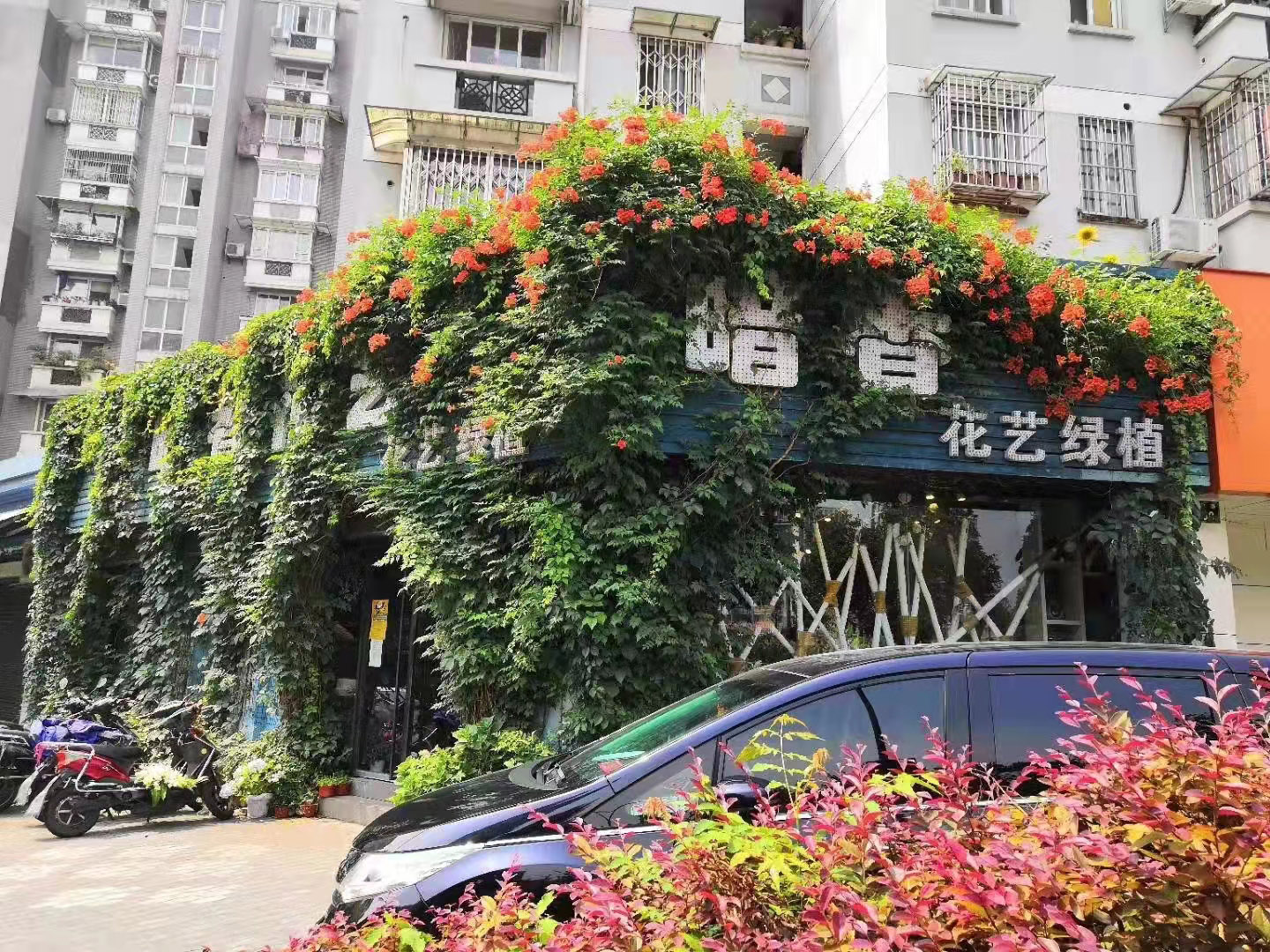 暗乡花卉