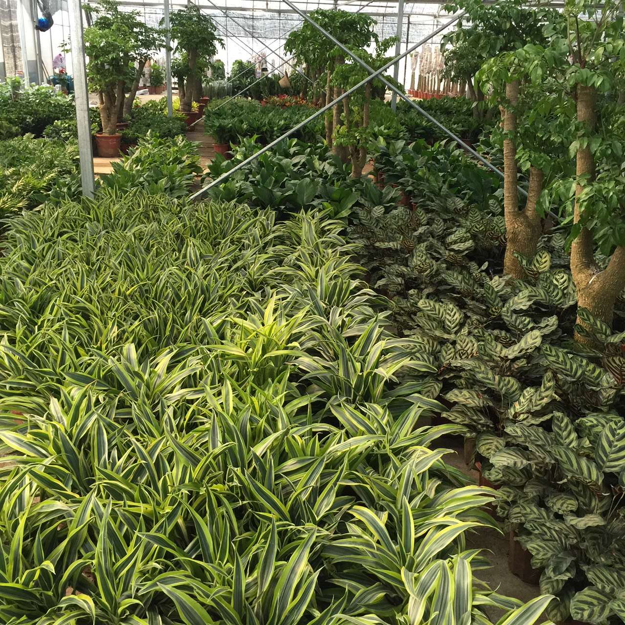 杭州绿植租赁客厅里放盆吸烟植物，再也不怕二手烟