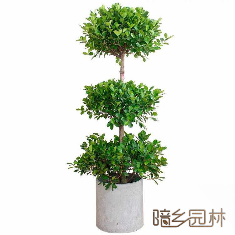 上城摇钱树    绿植租赁 /花卉租摆 /植物出租 /租花/ 办公室租花 /公司租花