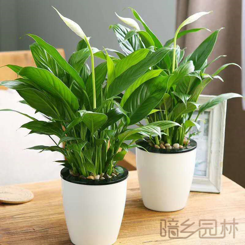 杭州一帆风顺    绿植租赁 /花卉租摆 /植物出租 /租花/ 办公室租花 /公司租花