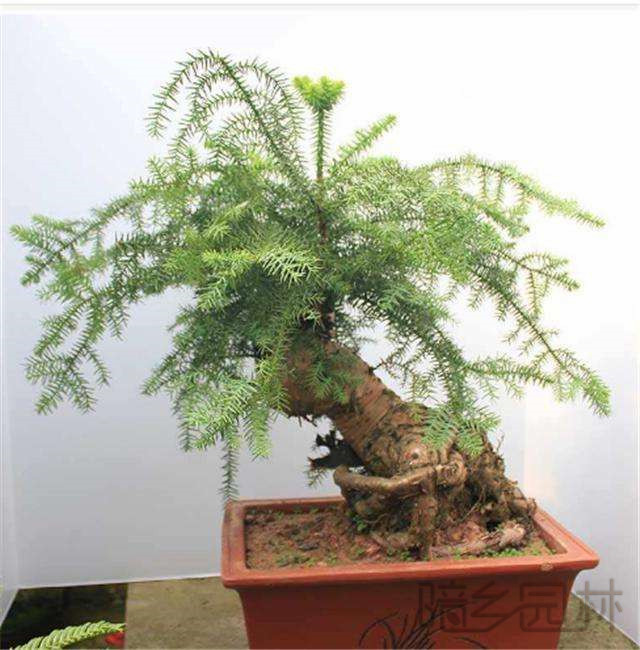 杭州欧洲杉盆景   绿植租赁 /花卉租摆 /植物出租 /租花/ 办公室租花 /公司租花