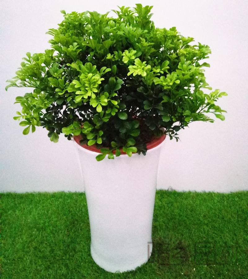 杭州米兰   绿植租赁 /花卉租摆 /植物出租 /租花/ 办公室租花 /公司租花