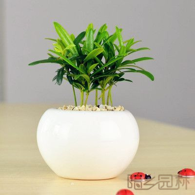 杭州罗汉松  绿植租赁 /花卉租摆 /植物出租 /租花/ 办公室租花 /公司租花