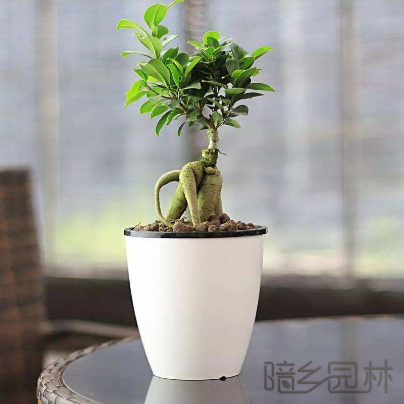 杭州金钱榕   绿植租赁 /花卉租摆 /植物出租 /租花/ 办公室租花 /公司租花
