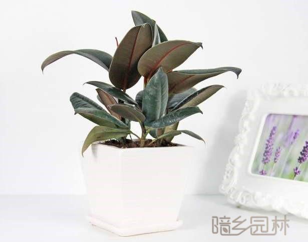 杭州橡皮树  绿植租赁 /花卉租摆 /植物出租 /租花/ 办公室租花 /公司租花