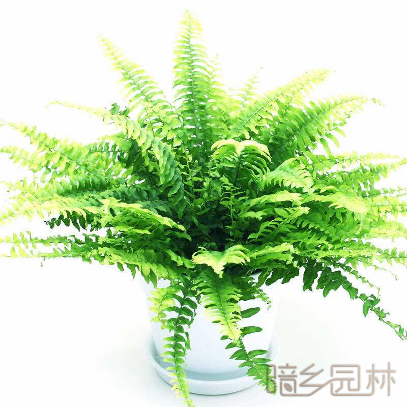 杭州肾蕨   绿植租赁 /花卉租摆 /植物出租 /租花/ 办公室租花 /公司租花