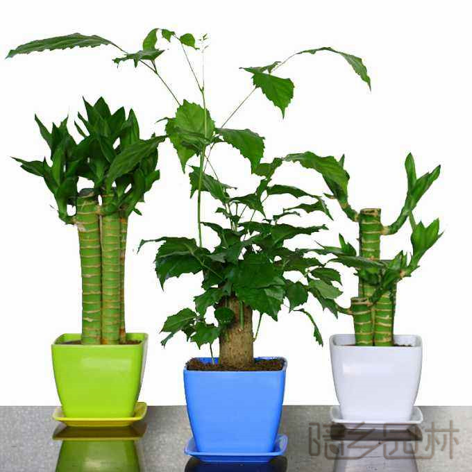 杭州富贵竹  绿植租赁 /花卉租摆 /植物出租 /租花/ 办公室租花 /公司租花