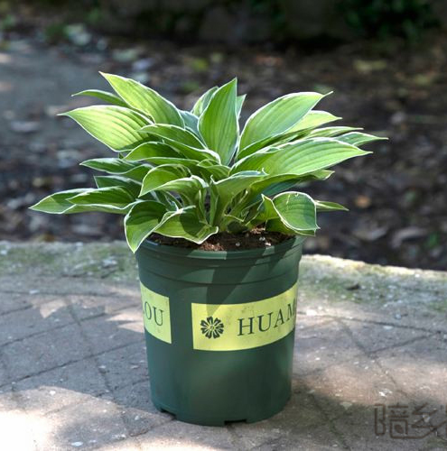 杭州玉簪   绿植租赁 /花卉租摆 /植物出租 /租花/ 办公室租花 /公司租花
