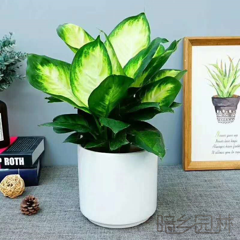 杭州玛丽安   绿植租赁 /花卉租摆 /植物出租 /租花/ 办公室租花 /公司租花