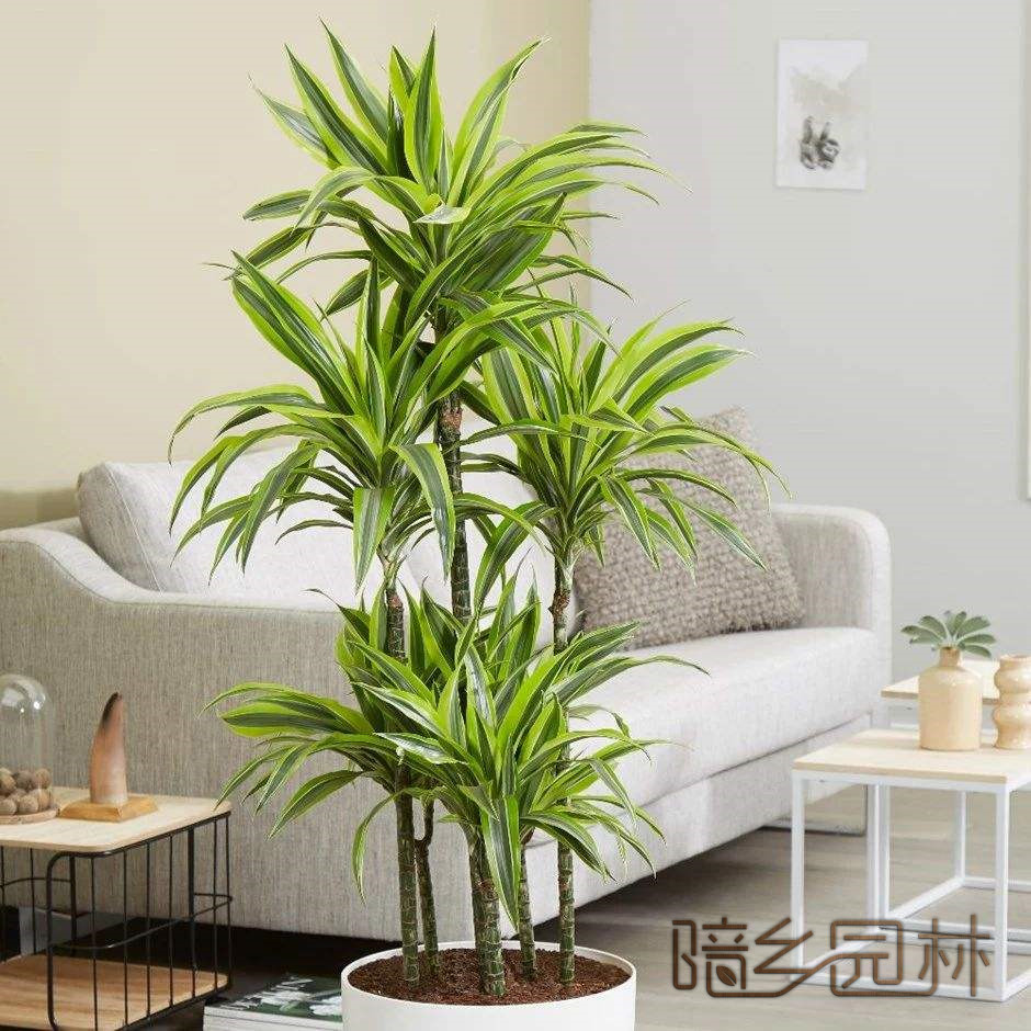 杭州步步高金边铁  绿植租赁 /花卉租摆 /植物出租 /租花/ 办公室租花 /公司租花