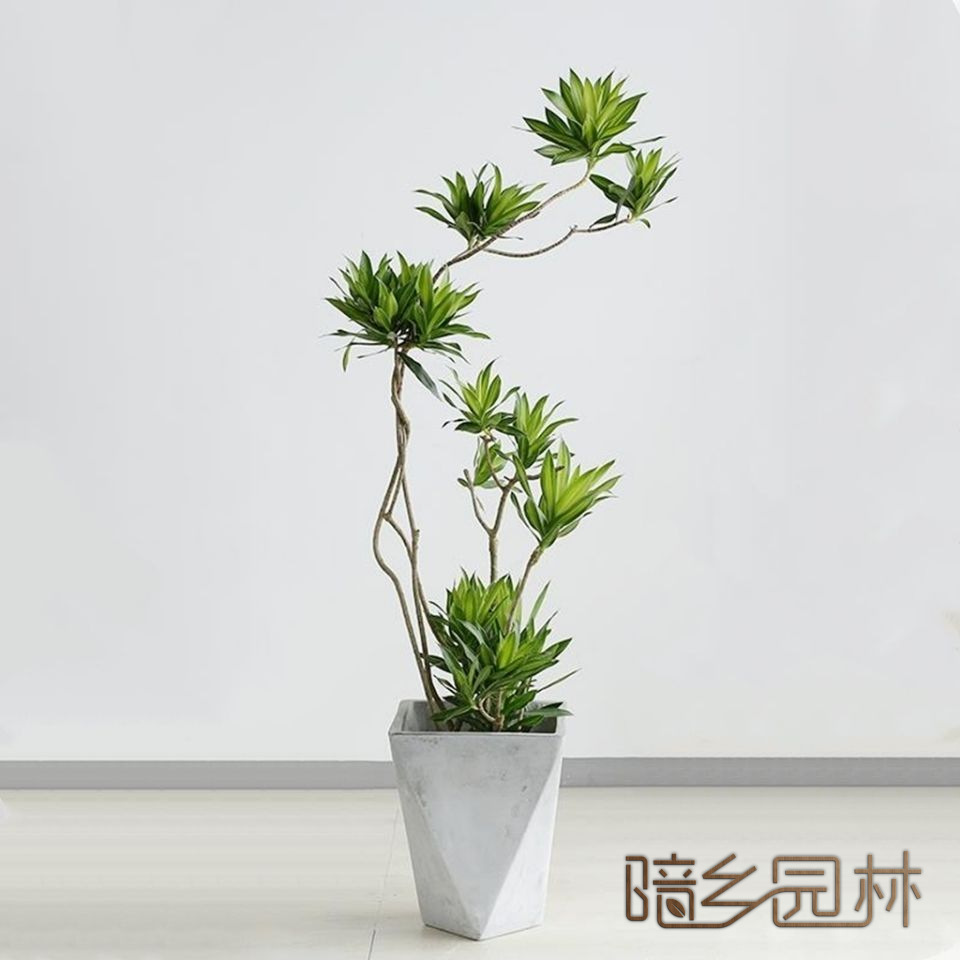 杭州百合竹   绿植租赁 /花卉租摆 /植物出租 /租花/ 办公室租花 /公司租花