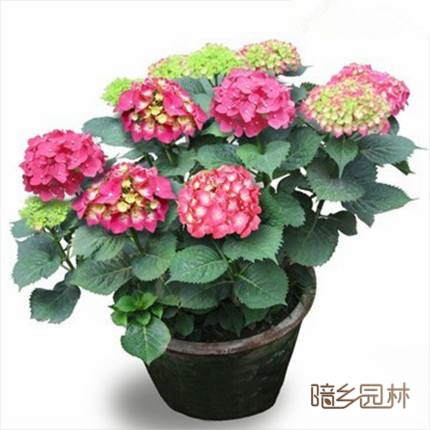 杭州绣球花   花卉租摆 /绿植租赁 /植物出租 /租花/ 办公室租花 /公司租花