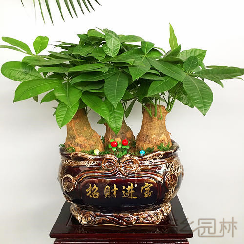 杭州发财树盆景  绿植租赁 /花卉租摆 /植物出租 /租花/ 办公室租花 /公司租花