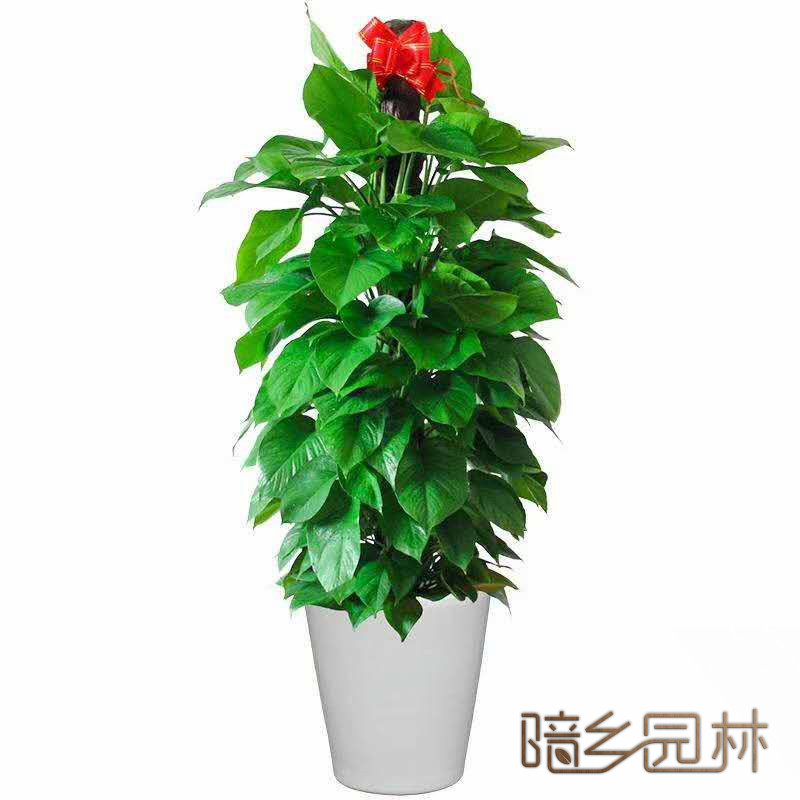 杭州大绿萝   绿植租赁 /花卉租摆 /植物出租 /租花/ 办公室租花 /公司租花