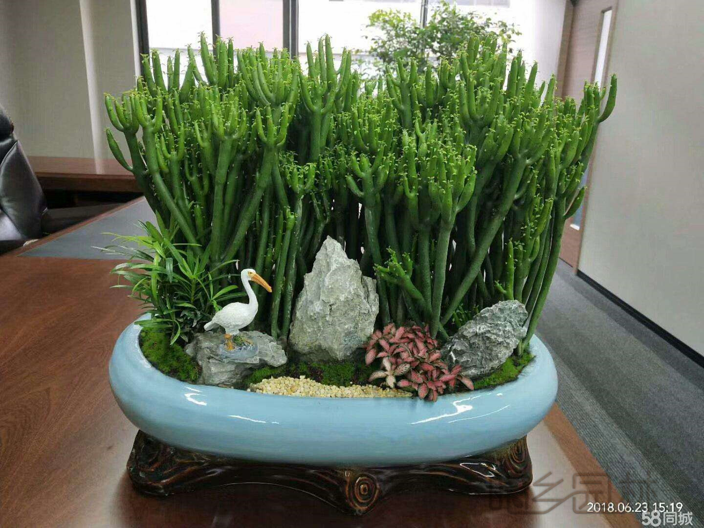 杭州珊瑚棒盆景   绿植租赁 /花卉租摆 /植物出租 /租花/ 办公室租花 /公司租花