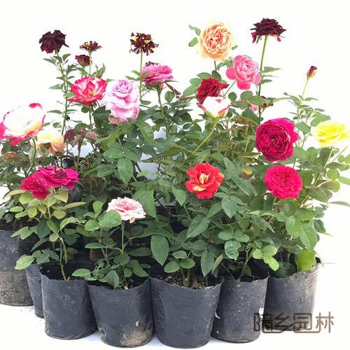 杭州月季花   花卉租摆 /绿植租赁 /植物出租 /租花/ 办公室租花 /公司租花