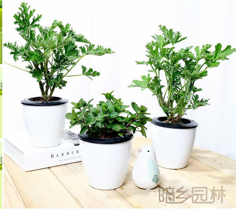 杭州驱蚊草   绿植租赁 /花卉租摆 /植物出租 /租花/ 办公室租花 /公司租花