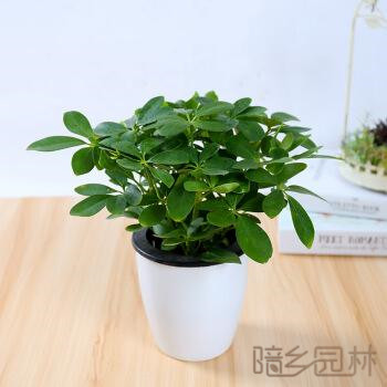 杭州鸭脚木  绿植租赁 /花卉租摆 /植物出租 /租花/ 办公室租花 /公司租花
