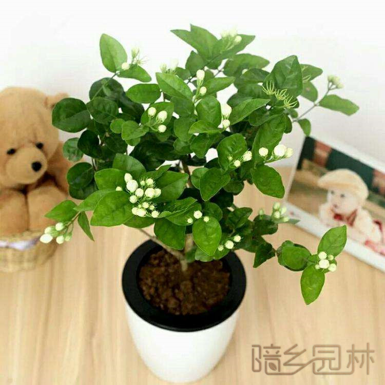 杭州茉莉花   绿植租赁 /花卉租摆 /植物出租 /租花/ 办公室租花 /公司租花