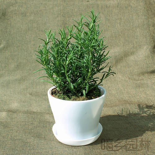杭州迷迭香   绿植租赁 /花卉租摆 /植物出租 /租花/ 办公室租花 /公司租花