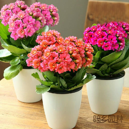 杭州长寿花  花卉租摆 /绿植租赁 /植物出租 /租花/ 办公室租花 /公司租花