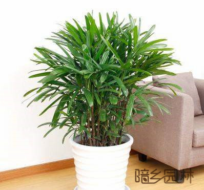 上城棕竹   绿植租赁 /花卉租摆 /植物出租 /租花/ 办公室租花 /公司租花