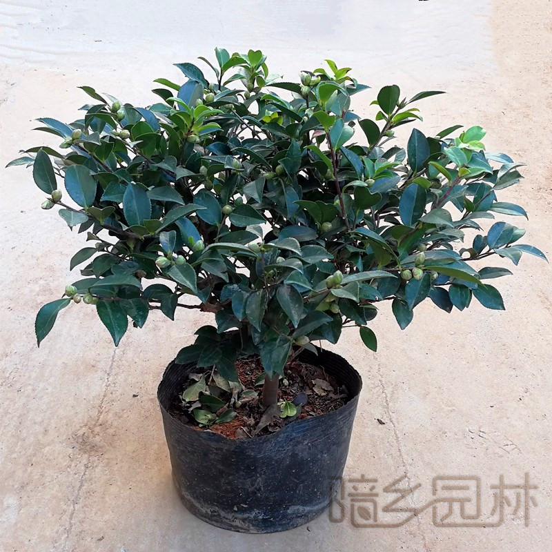 杭州茶梅   绿植租赁 /花卉租摆 /植物出租 /租花/ 办公室租花 /公司租花