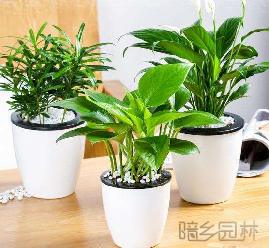 杭州绿钻   绿植租赁 /花卉租摆 /植物出租 /租花/ 办公室租花 /公司租花