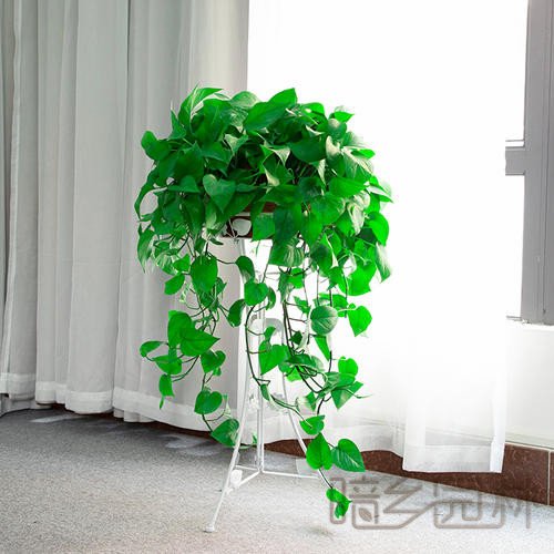杭州吊绿萝   绿植租赁 /花卉租摆 /植物出租 /租花/ 办公室租花 /公司租花