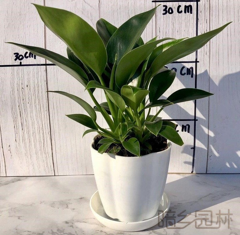 杭州金钻   绿植租赁 /花卉租摆 /植物出租 /租花/ 办公室租花 /公司租花